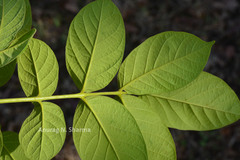 Stereospermum suaveolens